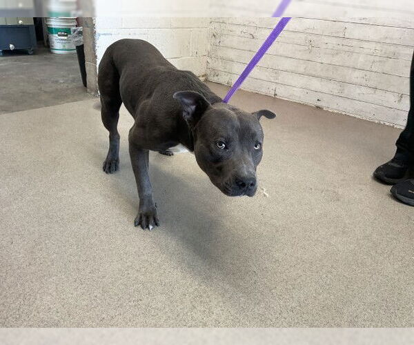 Medium Photo #1 American Pit Bull Terrier Puppy For Sale in San Bernardino, CA, USA