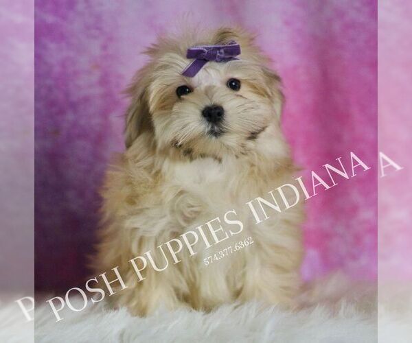 Medium Photo #17 Morkie Puppy For Sale in WARSAW, IN, USA