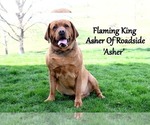 Small Photo #1 Labrador Retriever Puppy For Sale in DAYTON, VA, USA