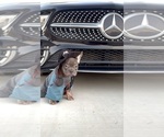 Small #7 French Bulldog