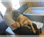 Puppy Precious Bullmastiff