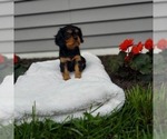 Small Photo #2 Cavalier King Charles Spaniel Puppy For Sale in FRYTOWN, IA, USA