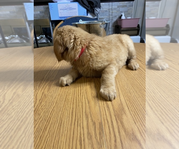 Medium Photo #11 Golden Retriever Puppy For Sale in BRANDON, FL, USA