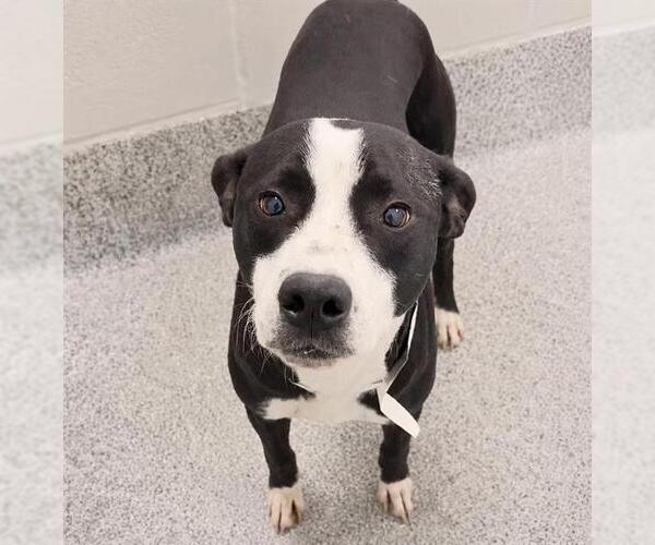 Medium Photo #2 Staffordshire Bull Terrier-Unknown Mix Puppy For Sale in Houston, TX, USA