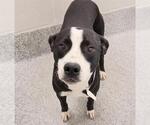 Small #1 Staffordshire Bull Terrier Mix