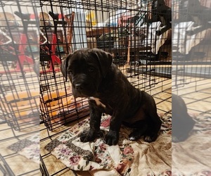 Cane Corso Puppy for sale in CHATSWORTH, GA, USA