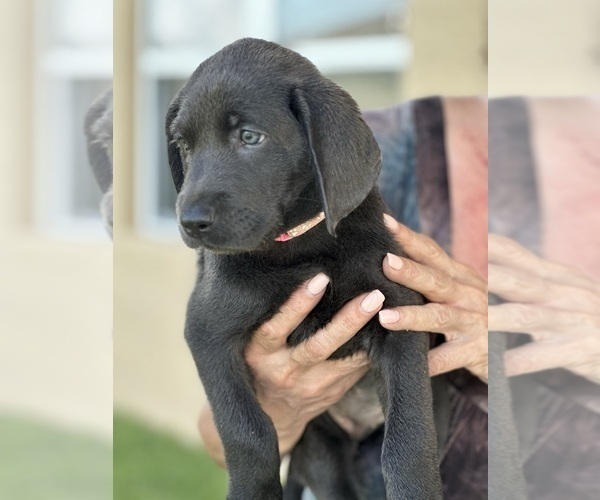 Medium Photo #4 Labrador Retriever Puppy For Sale in PORT SAINT LUCIE, FL, USA