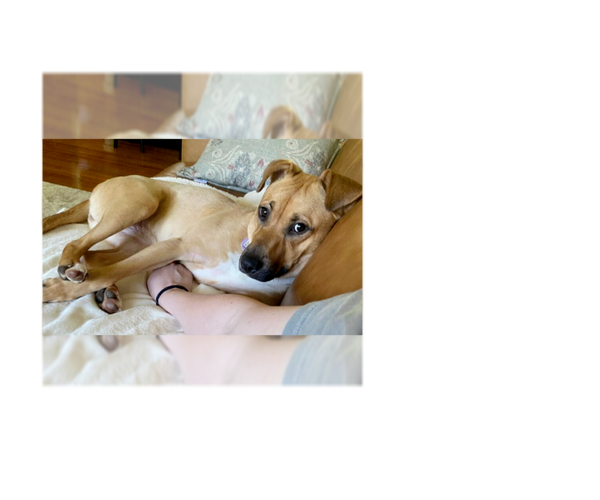 Medium Photo #23 Labrador Retriever-Unknown Mix Puppy For Sale in Greenbelt, MD, USA