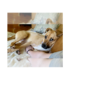 Small #22 Labrador Retriever Mix