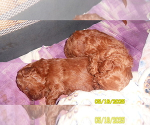 Poodle (Toy) Puppy for sale in DULUTH, GA, USA