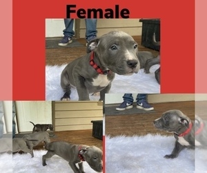 American Pit Bull Terrier Puppy for sale in SNOHOMISH, WA, USA