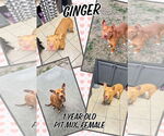 Small #1 American Pit Bull Terrier Mix