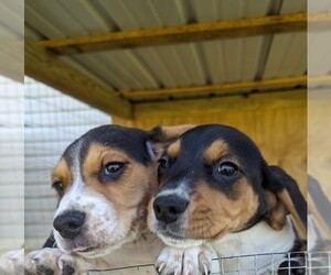 Beagle Puppy for sale in NEWTON GROVE, NC, USA