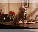 Small Photo #27 Dogo Argentino Puppy For Sale in MODESTO, CA, USA