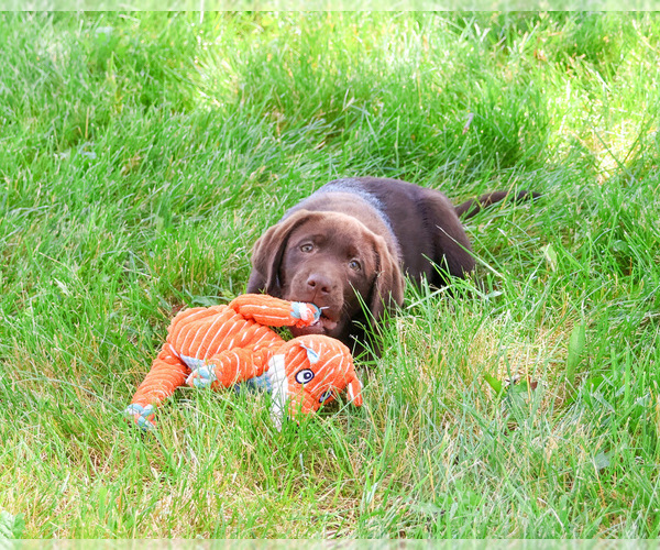 Medium Photo #1 Labrador Retriever Puppy For Sale in SYRACUSE, IN, USA