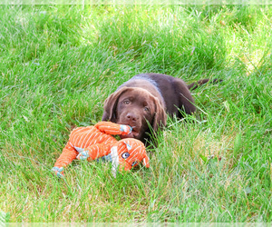 Labrador Retriever Puppy for sale in SYRACUSE, IN, USA