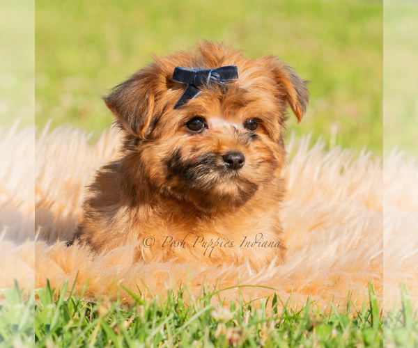 Medium Photo #6 Yorkipoo Puppy For Sale in WARSAW, IN, USA