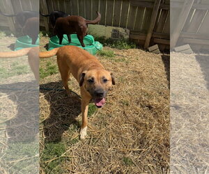 Presley - Female Mastiff-Unknown Mix Dog for Adoption - Photo #2