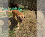Small #1 Mastiff Mix
