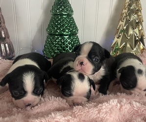 Boston Terrier Puppy for sale in CHARLOTTESVILLE, VA, USA