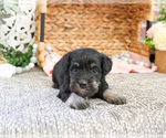 Small #3 Schnauzer (Miniature)