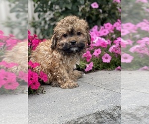 Havanese Puppy for sale in CANOGA, NY, USA
