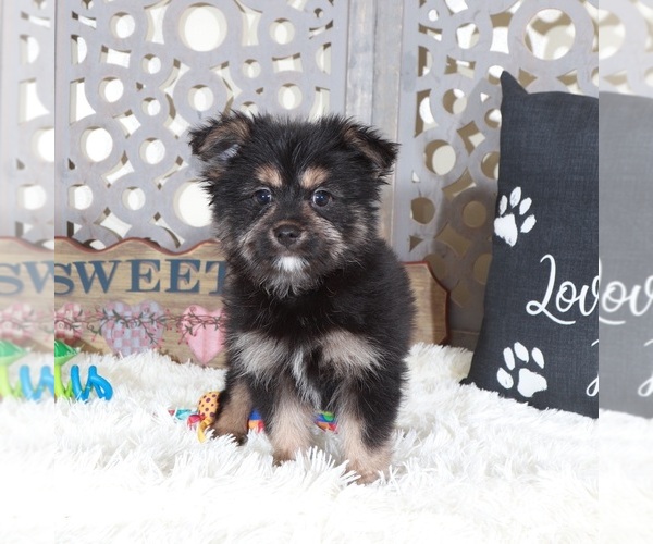 Medium Photo #2 Yoranian Puppy For Sale in MOUNT VERNON, OH, USA