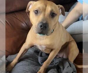 American Pit Bull Terrier Dogs for adoption in Rootstown, OH, USA