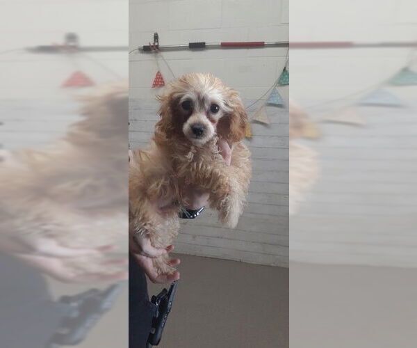 Medium Photo #1 Cockapoo (Miniature) Puppy For Sale in San Bernardino, CA, USA