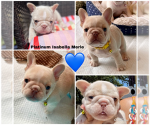 French Bulldog Puppy for sale in SAN ANTONIO, TX, USA