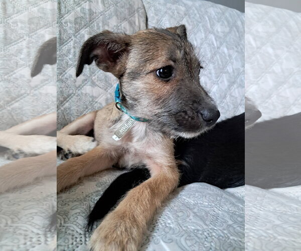 Medium Photo #2 Chihuahua-Unknown Mix Puppy For Sale in Princeton, MN, USA