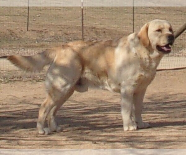 Medium Photo #1 Labrador Retriever Puppy For Sale in CALIENTE, CA, USA