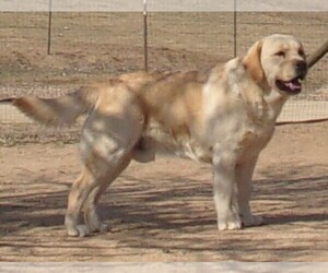 Father of the Labrador Retriever puppies born on 02/16/2025