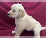 Small #5 Golden Retriever