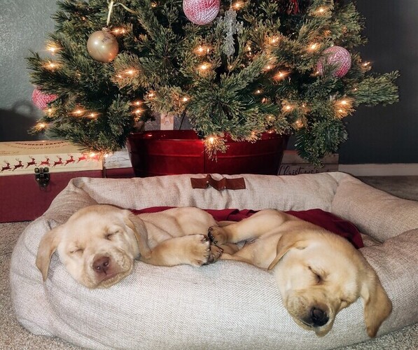 Medium Photo #3 Labrador Retriever Puppy For Sale in TEHACHAPI, CA, USA