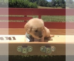 Small Photo #15 Golden Retriever Puppy For Sale in AUSTIN, KY, USA