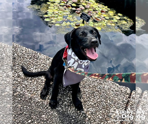 Medium Photo #11 Labrador Retriever-Unknown Mix Puppy For Sale in Washington, DC, USA