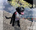 Small #10 Labrador Retriever Mix