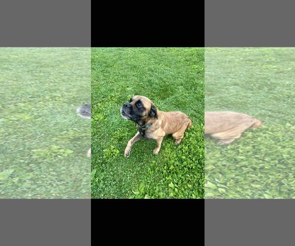 Medium Photo #3 Mastiff Puppy For Sale in Uwchlan, PA, USA
