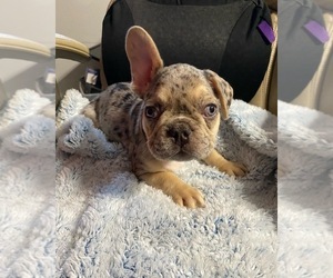 French Bulldog Puppy for sale in MODESTO, CA, USA