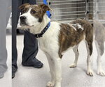 Small #1 Mutt