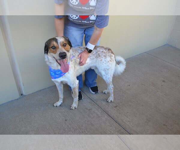 Medium Photo #1 Mutt Puppy For Sale in McKinney, TX, USA