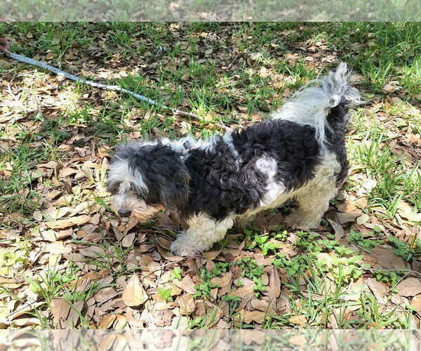 Medium Photo #3 Shih Tzu-Unknown Mix Puppy For Sale in Missouri City, TX, USA