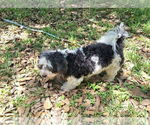 Small #2 Shih Tzu Mix
