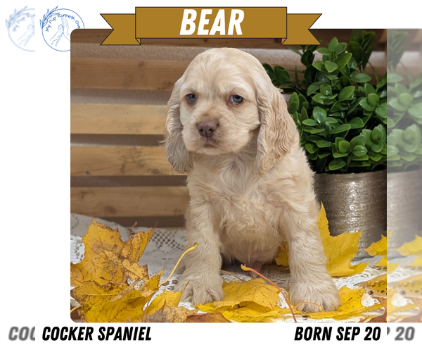 Medium Photo #1 Cocker Spaniel Puppy For Sale in GOSHEN, IN, USA