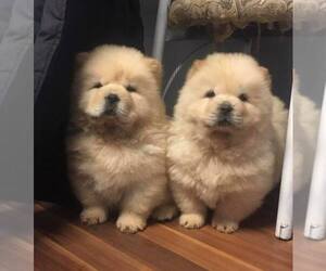 Chow Chow Puppy for sale in GLASSELL, CA, USA