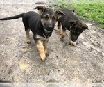 Small Photo #2 German Shepherd Dog Puppy For Sale in RUFFIN, SC, USA