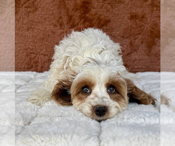 Medium Photo #6 Cock-A-Poo Puppy For Sale in OCALA, FL, USA