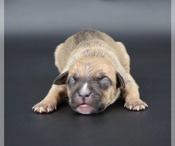 Medium Photo #1 American Bully Puppy For Sale in CHAMPAIGN, IL, USA