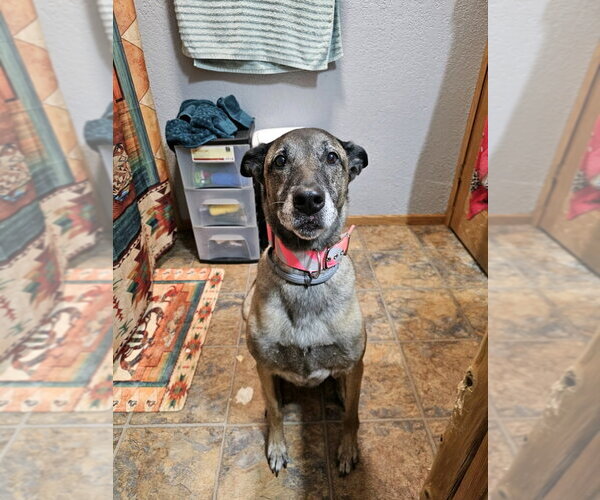 Medium Photo #7 Mutt Puppy For Sale in Stevens Point, WI, USA